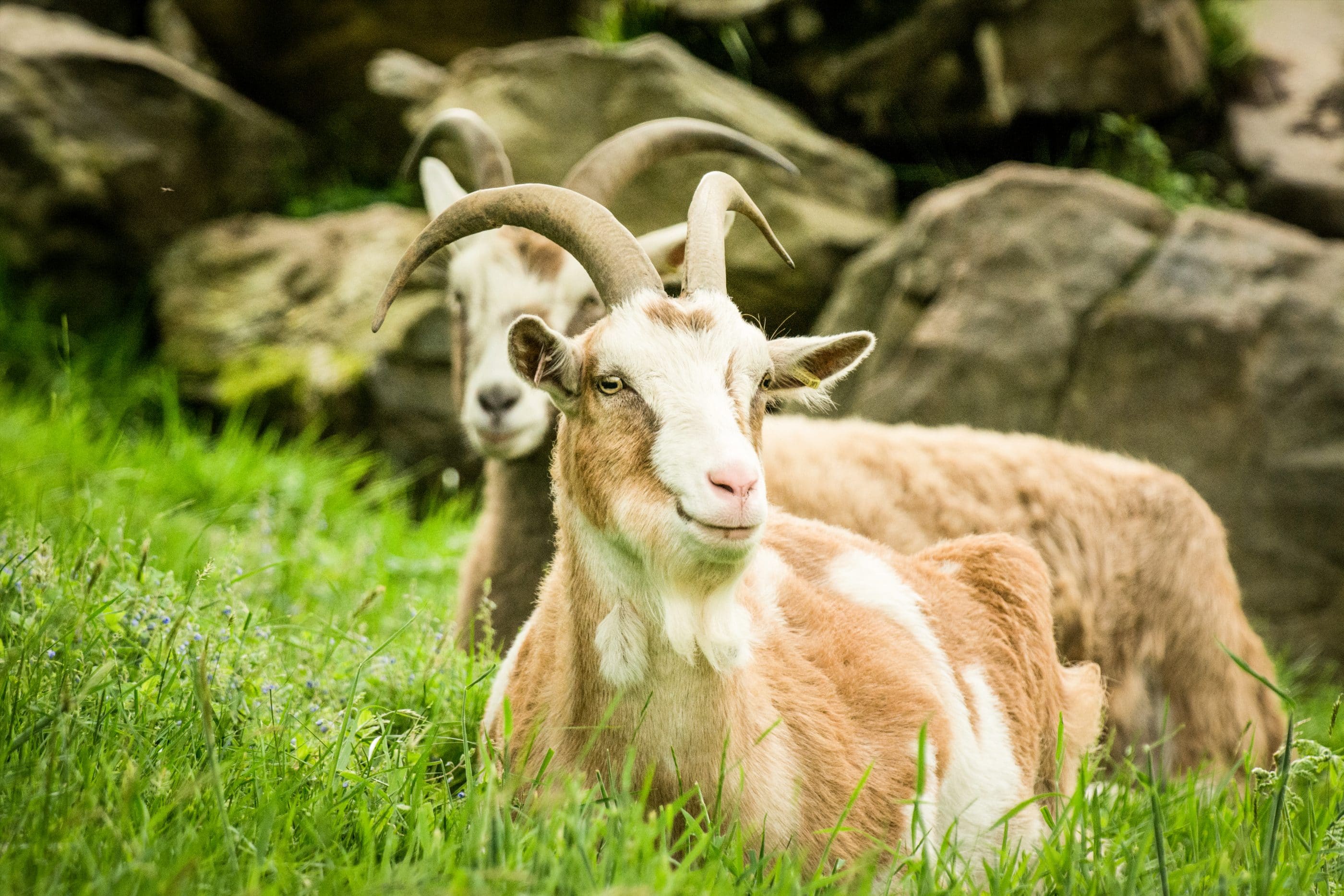 Goats at Eagle Brae in Scotland