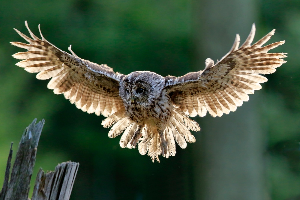 Tawny Owl in flight