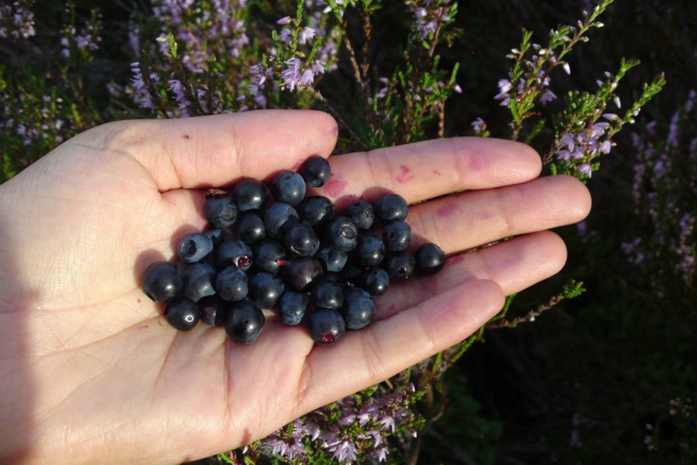 Hand holding freshly foraged berries