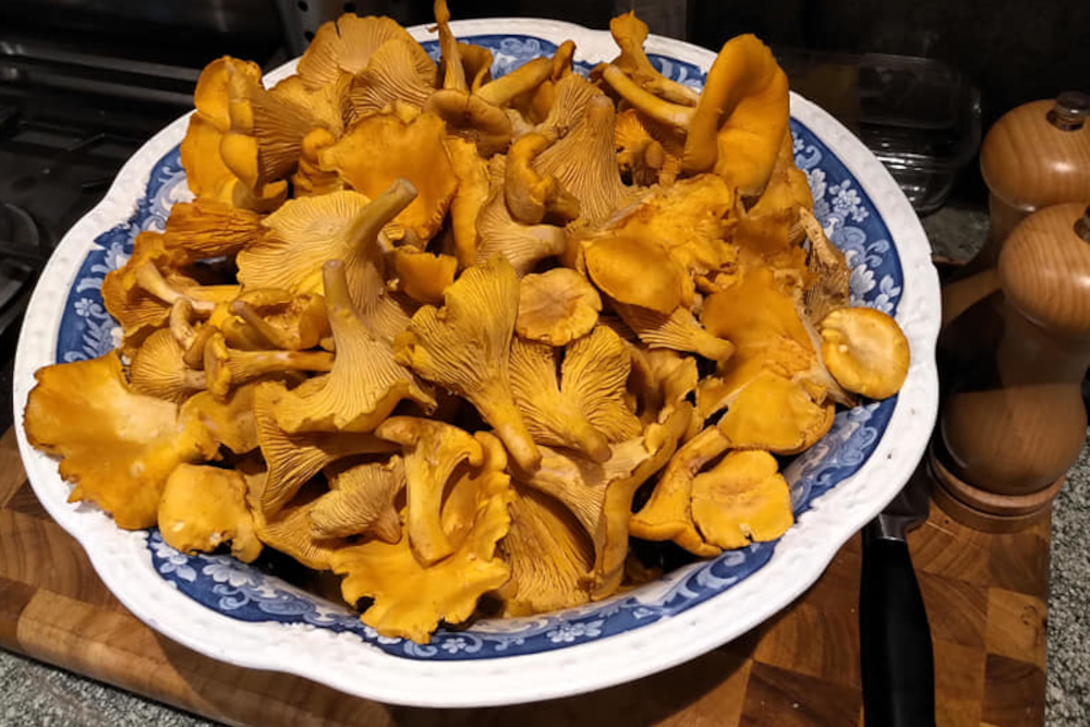 Foraged fungi in a large bowl