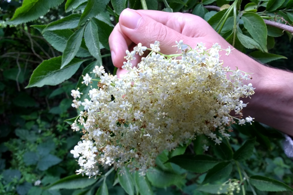 Foraging for elderflower heads