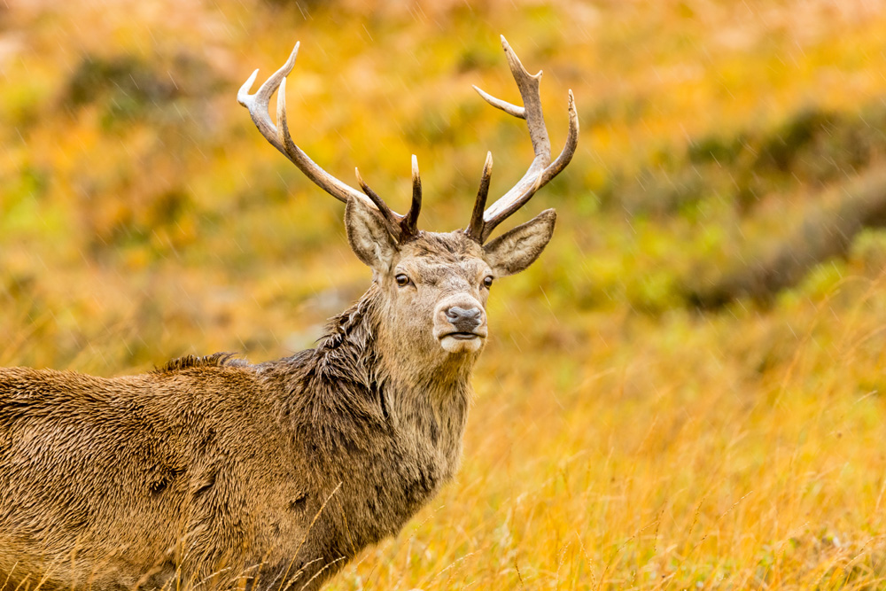 A red stag in Glen Strathfarrar, Scottish Highlands