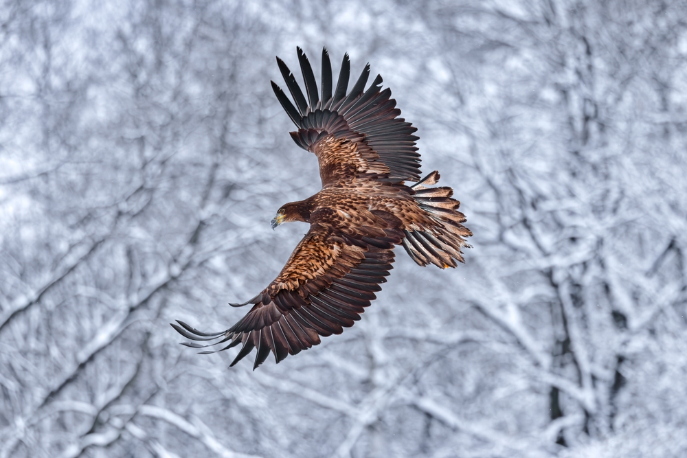 Flying golden white tailed eagle with open wings attack landing swoop hand. Winter scene