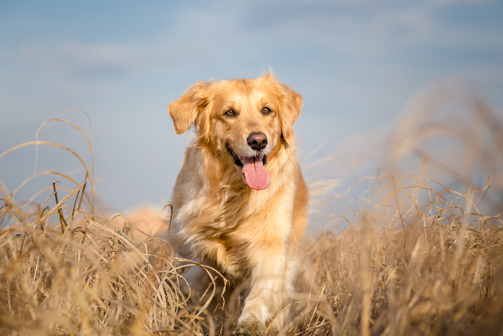A golden retriever dog running through the long grass