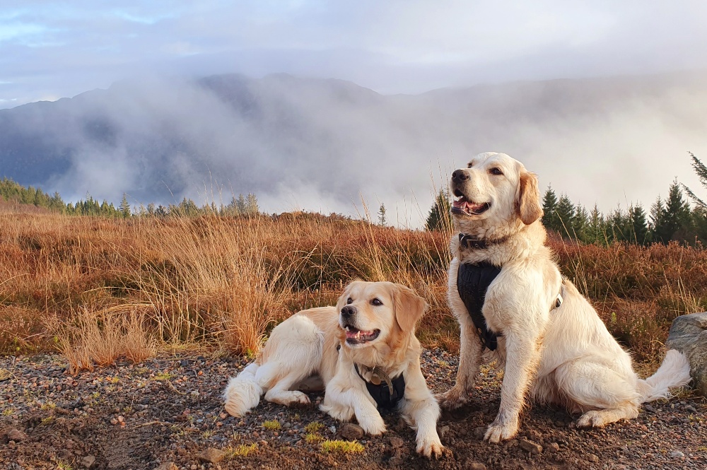 Golden retrievers outdoors hiking Highlands Scotland