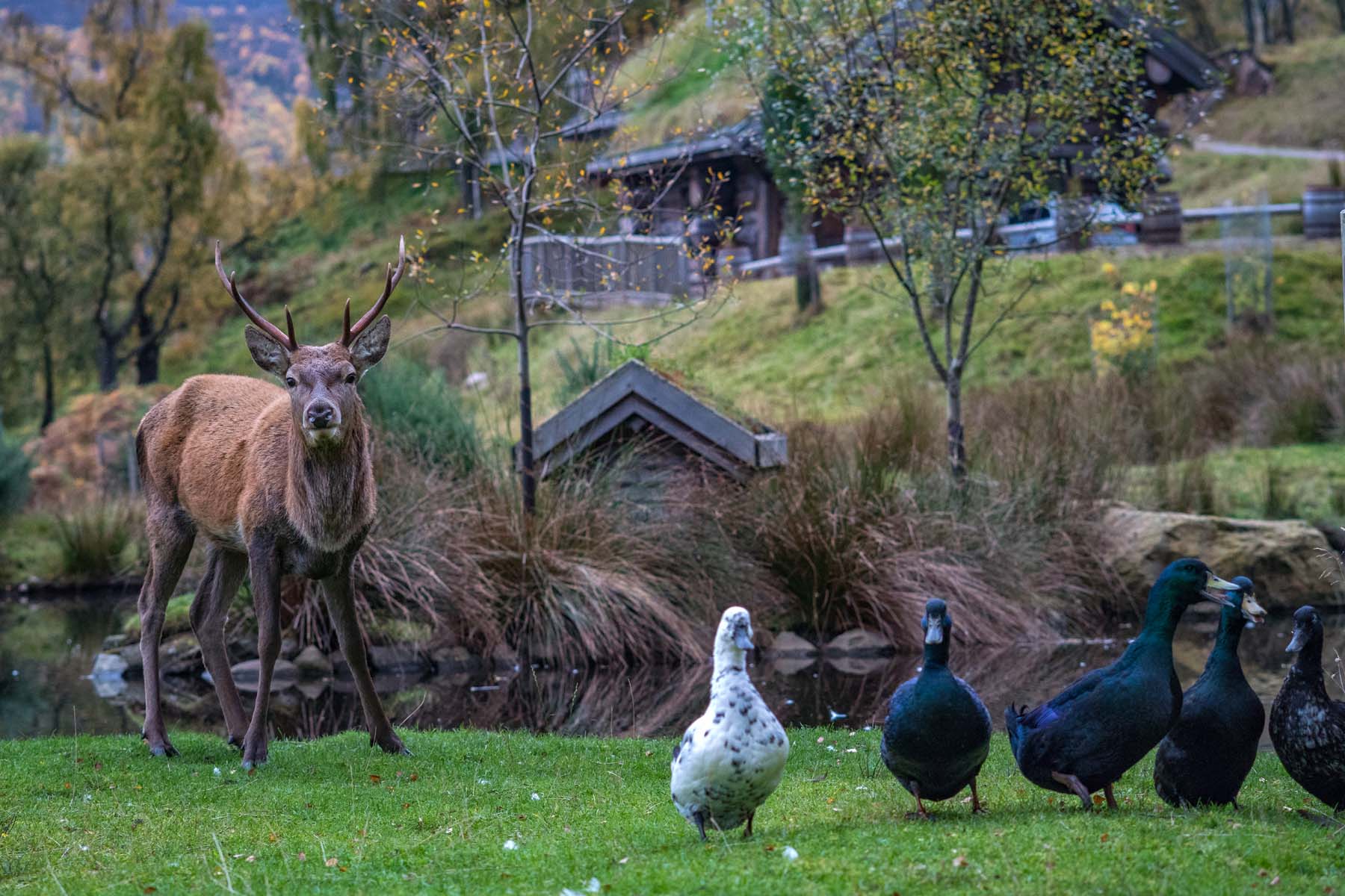 red deer and ducks at Eagle Brae