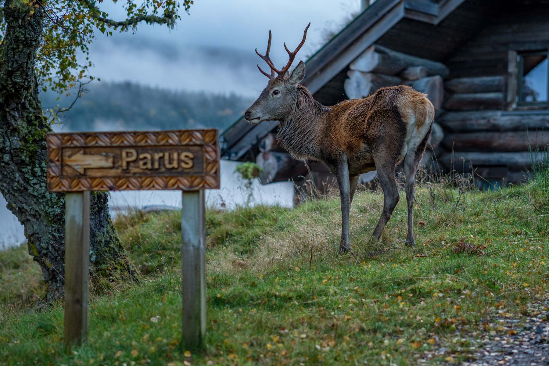 A deer at PArus Lodge