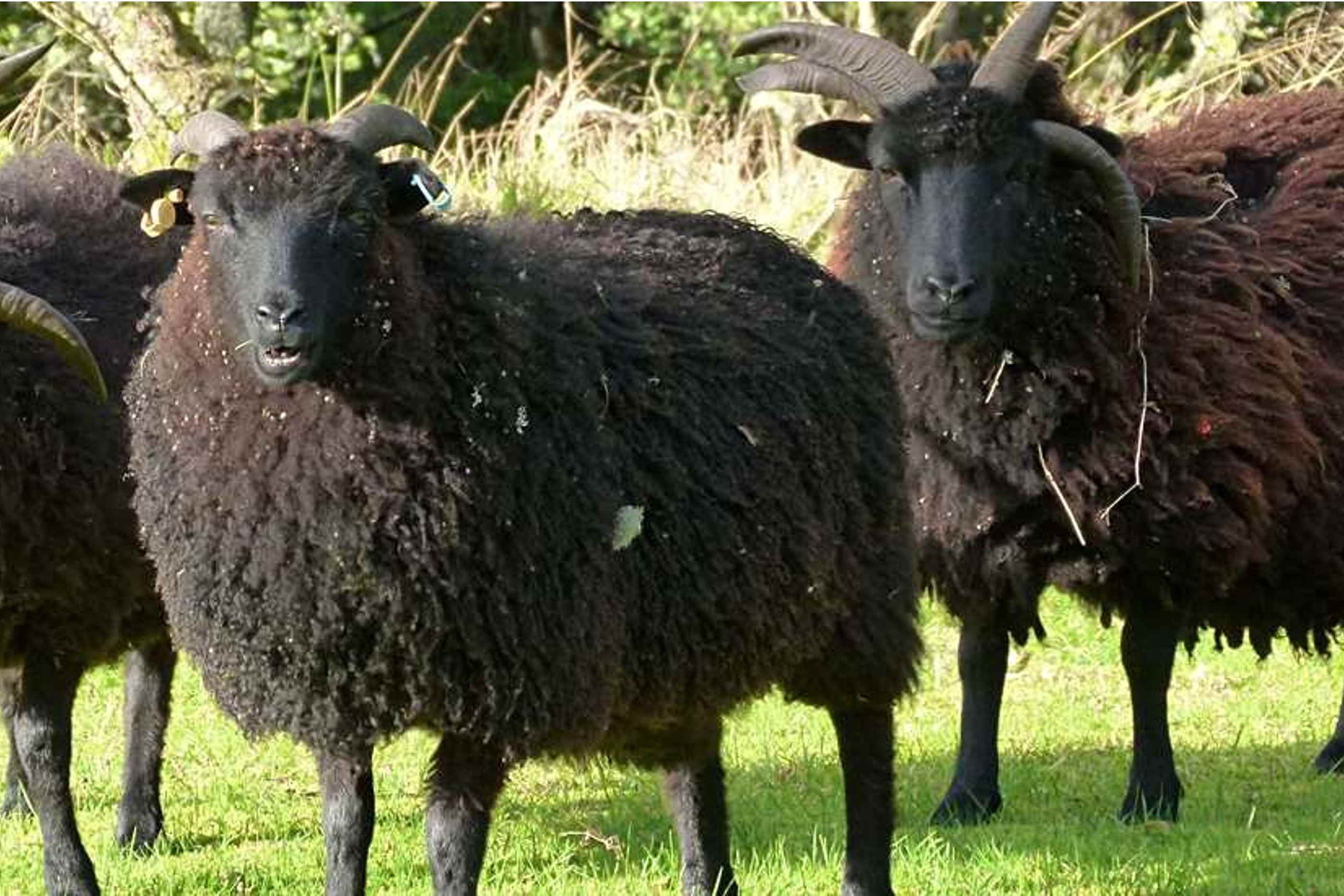 A couple of Eagle Brae's 4 horned Hebridean sheep