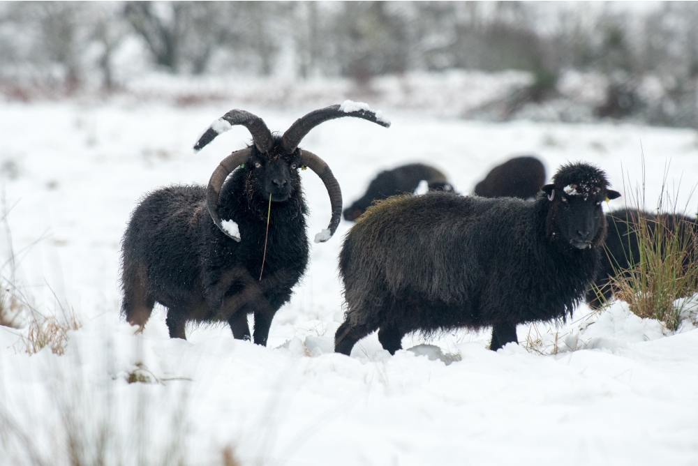 Flock of Four Horned Hebridean Sheep in a snowy field