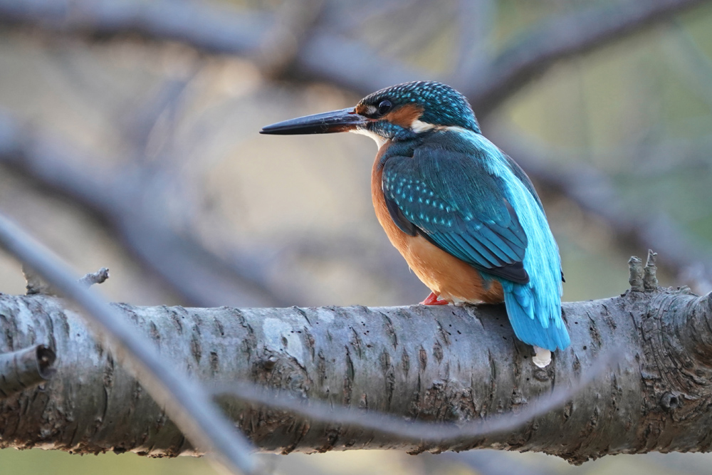 Kingfisher bird sitting on a branch in a tree