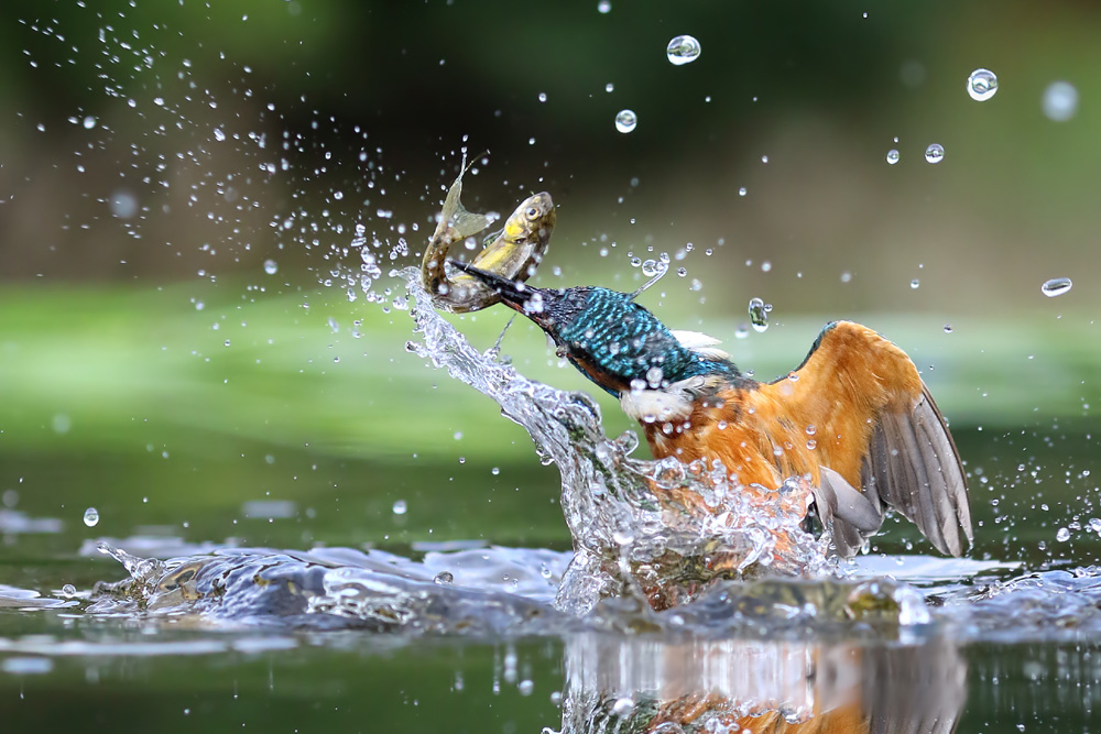 A kingfisher emerges from the water with a fish in its beak