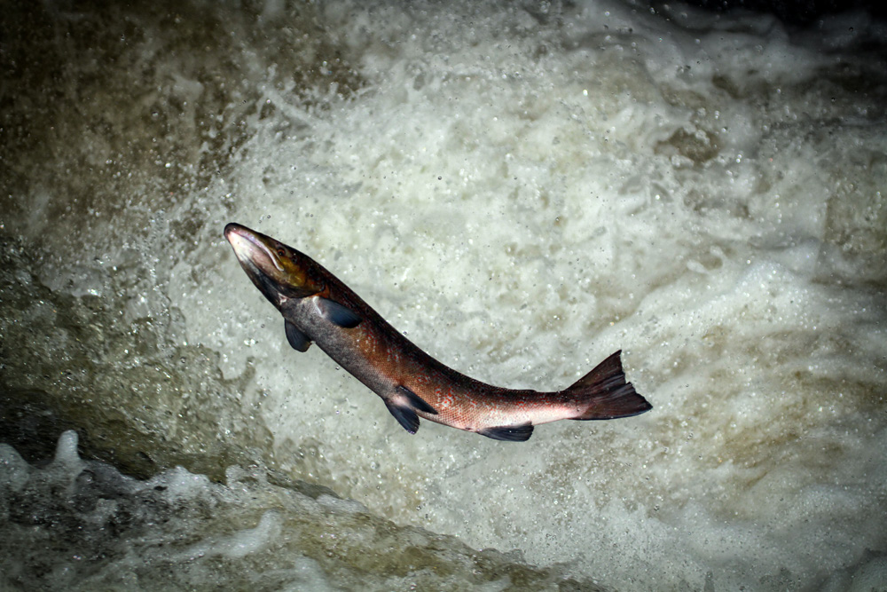 Salmon leaping upstream