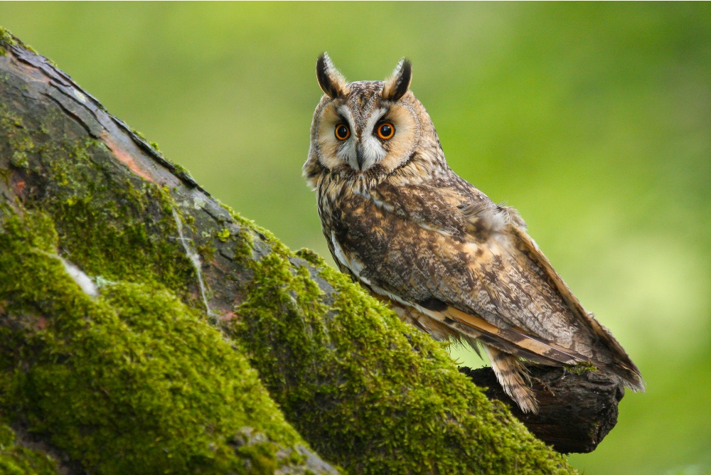 Long eared owl in the countryside