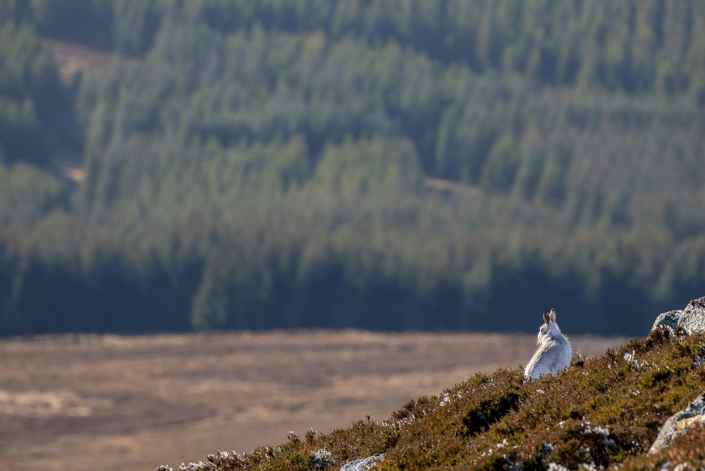 Mountain Hare in natural habitat