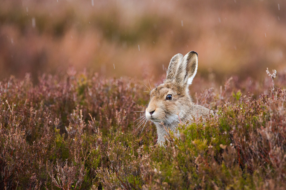 Mountain hare in the heather