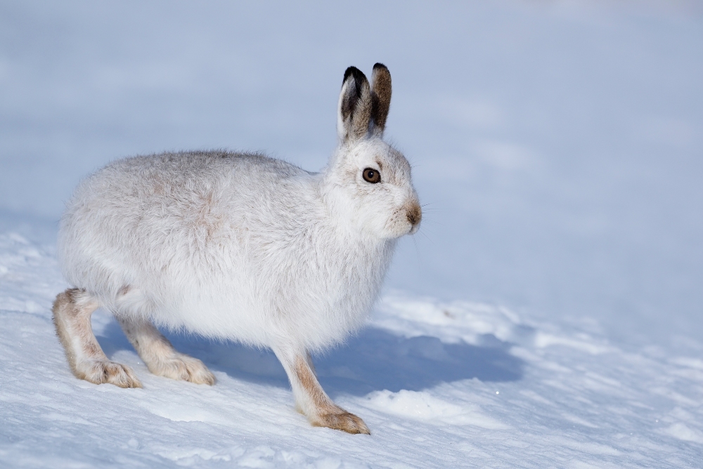 A mountain hare's back feet