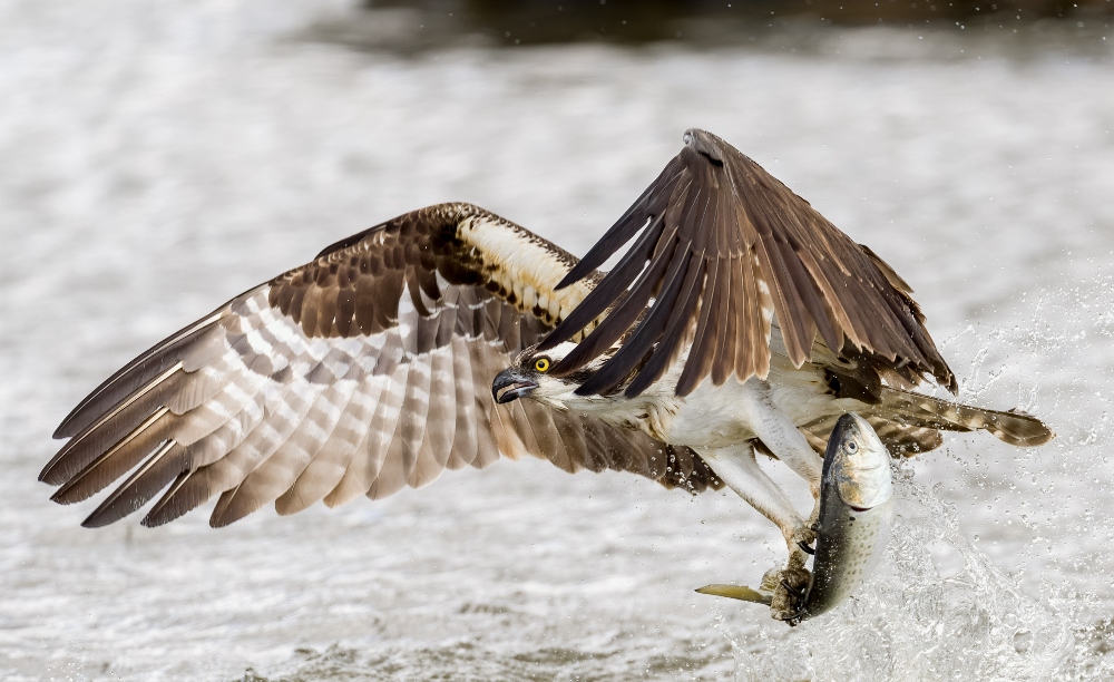 Osprey flying out of the water after catching a fish