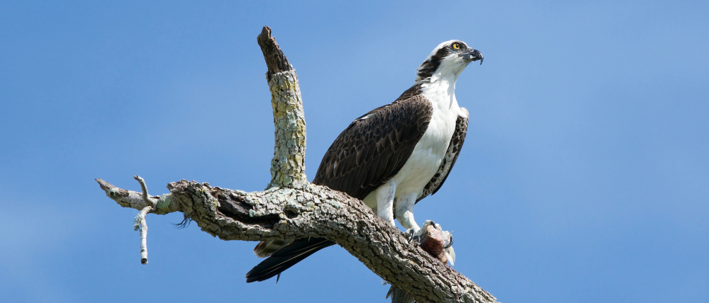 Osprey perched on a branch