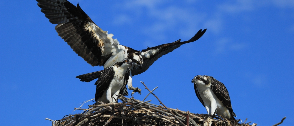 Osprey returning to the nest