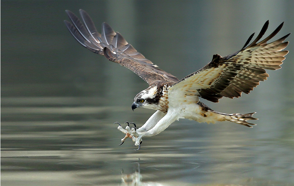 an osprey hunting a fish from the water