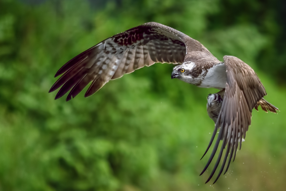 Osprey fishing during summer in Scotland