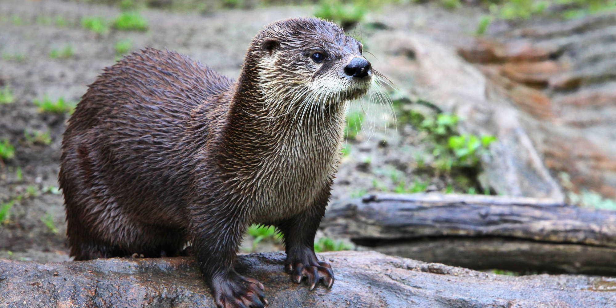 Southern Sea Otter Eats A Clam Posters & Prints By Corbis