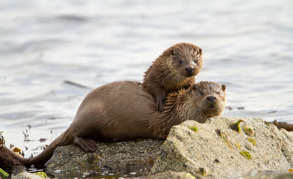 Otter mum and baby frolicking on seashore