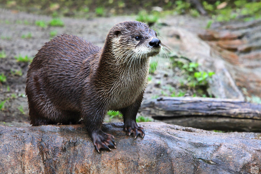 Otter standing on a log 