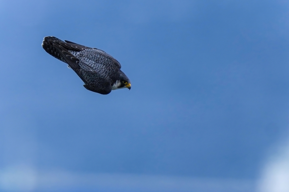 Adult Peregrine Falcon (Hayabusa) is diving at high speed to the prey.