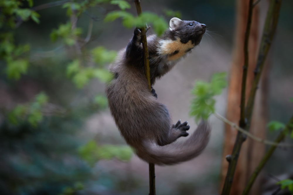 Pine marten climbing a thin branch