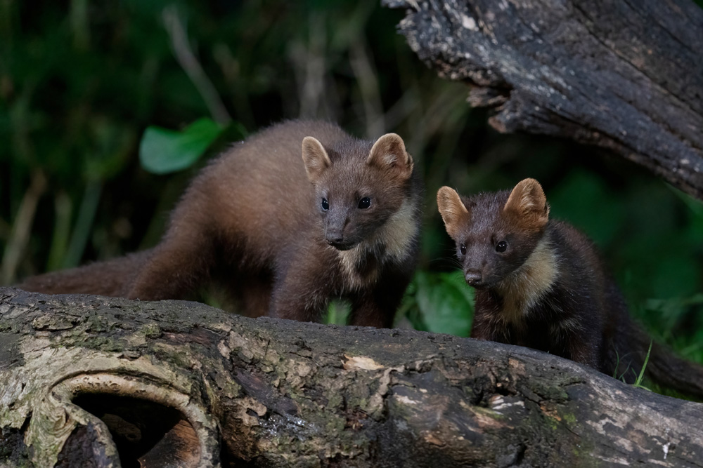 Two pine martens in a forest