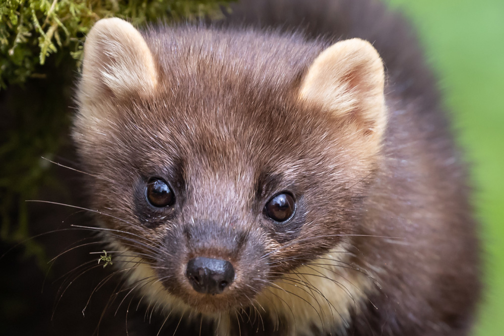 Close up image of a pine marten