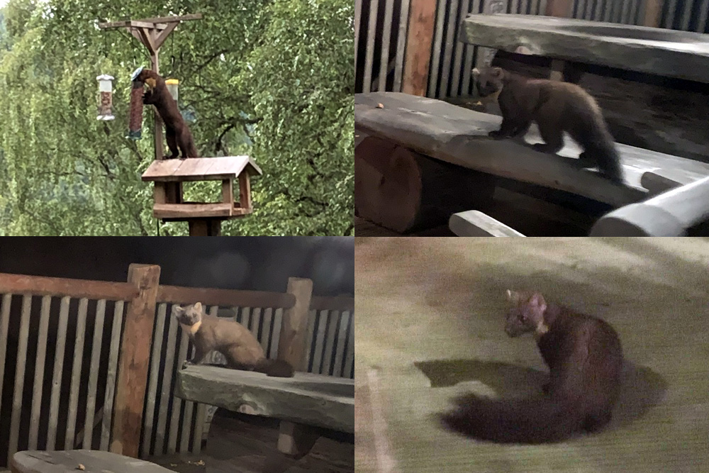Pine martens on the deck and bird table at Eagle Brae
