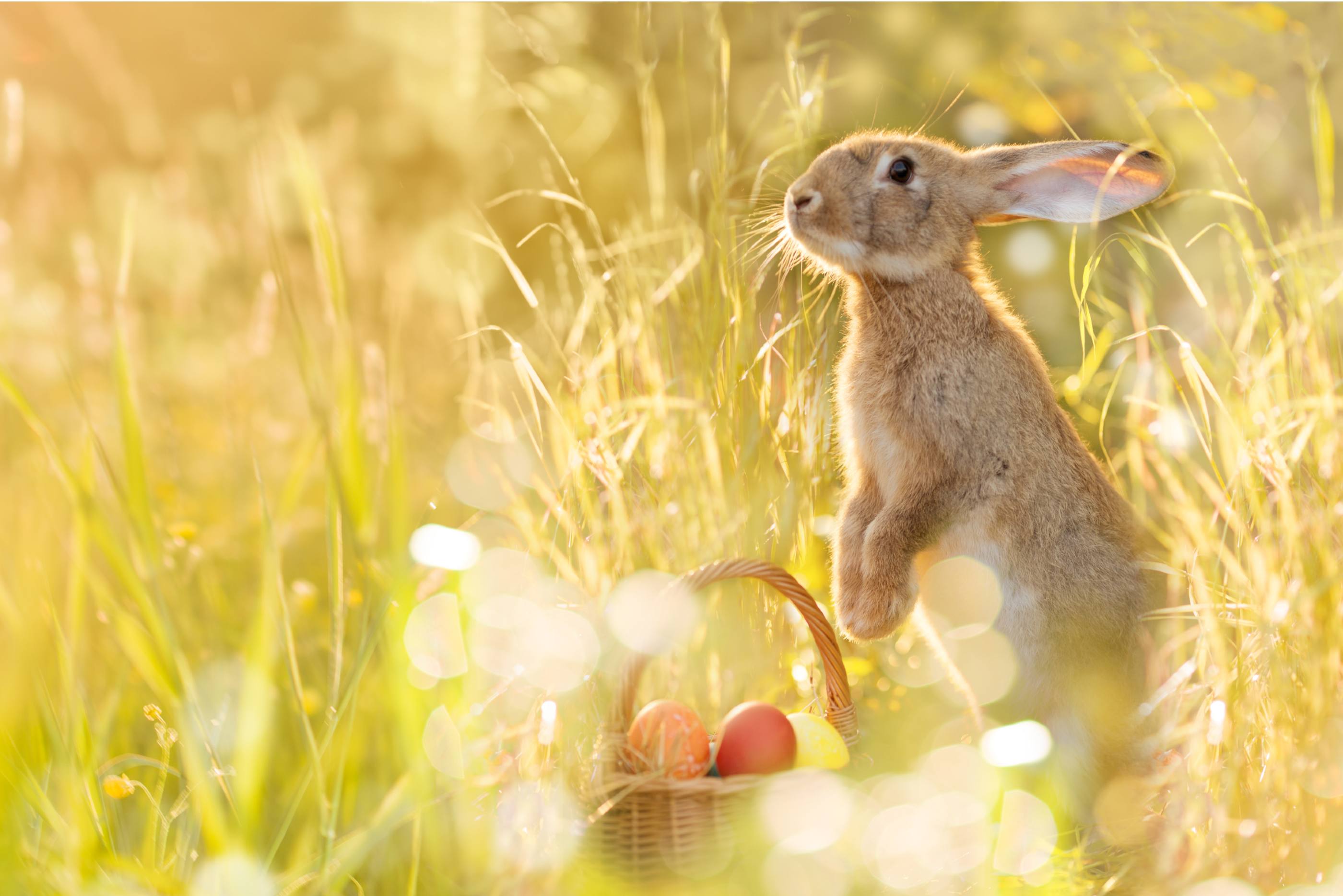 Giant Eagle Hours On Easter - kabbxf6