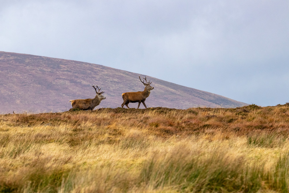 Two red deer in the Scottish Highlands