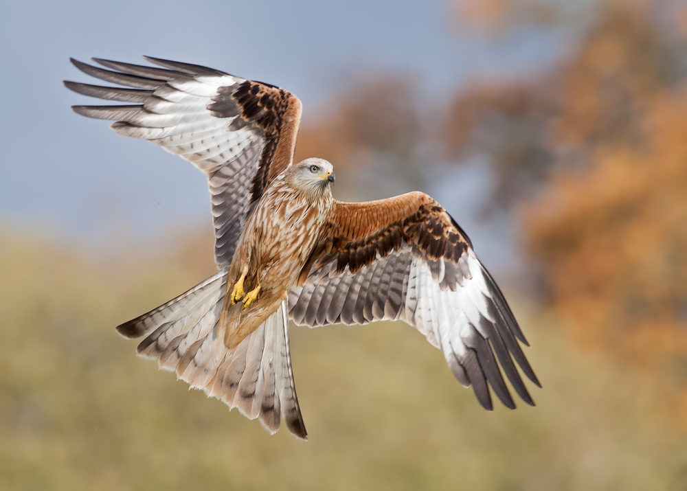 Red Kite displaying tail and wings.