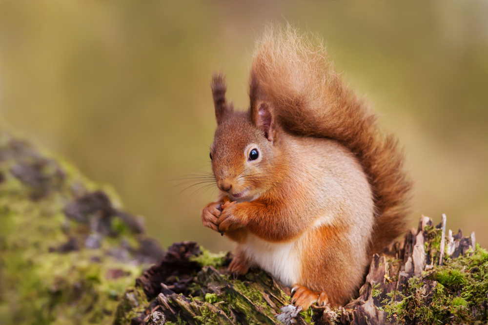 A red squirrel eating nuts