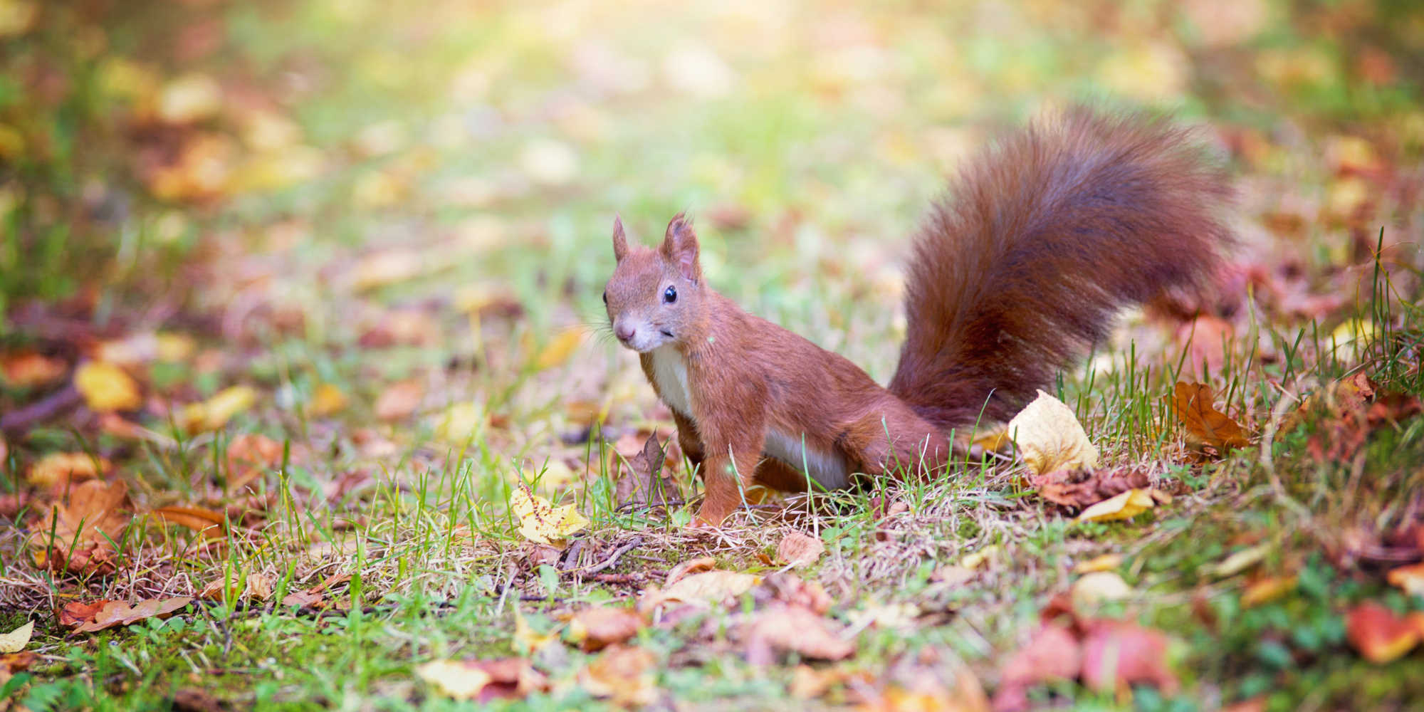Red Squirrels in the Scottish Highlands Eagle Brae