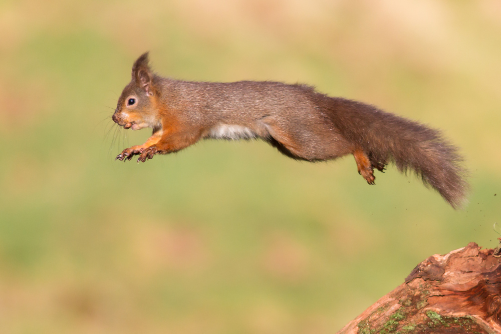A red squirrel mid-jump