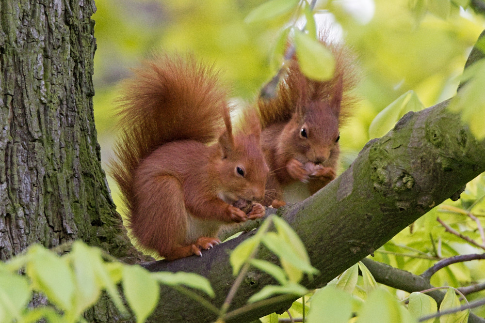 Two red squirrels eating nuts