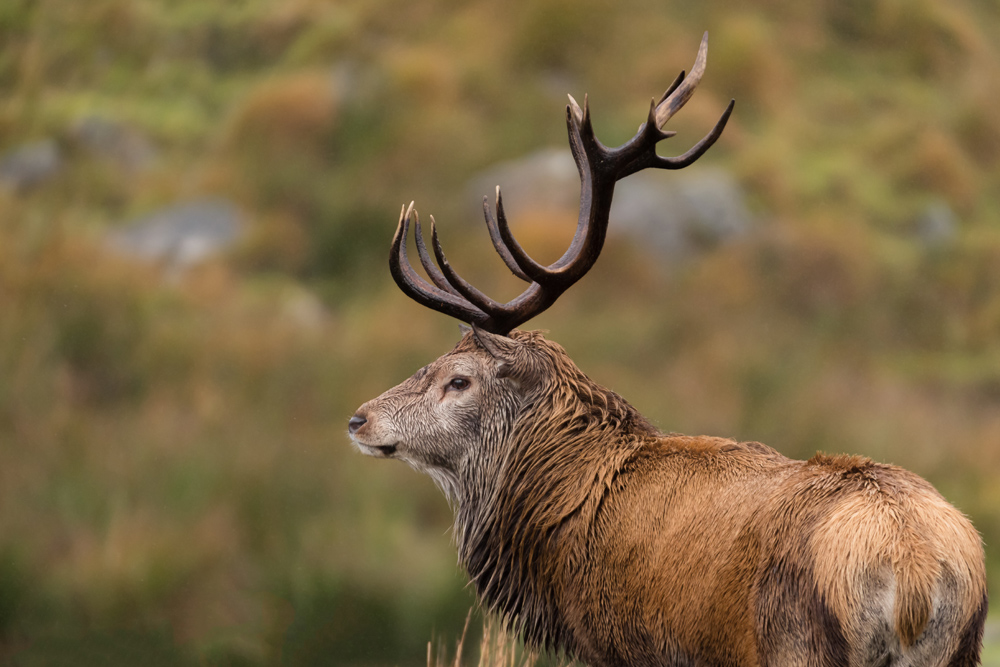 A red stag in Scotland
