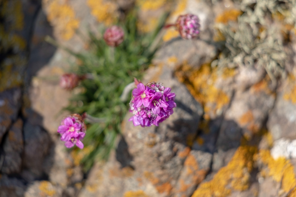 Purple Scottish primrose nestled in some rocks