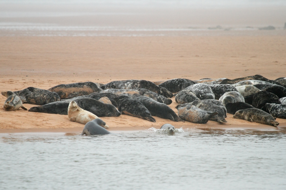 Seals on the Sands at the scottish coastline