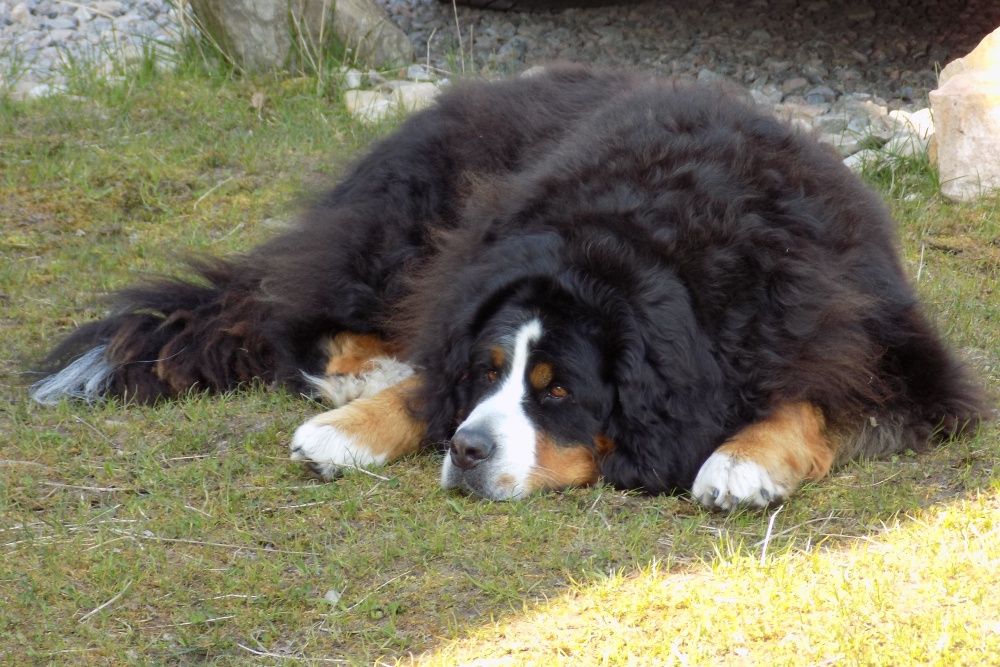 Photo of Shanti the Bernese Mountain dog laying down