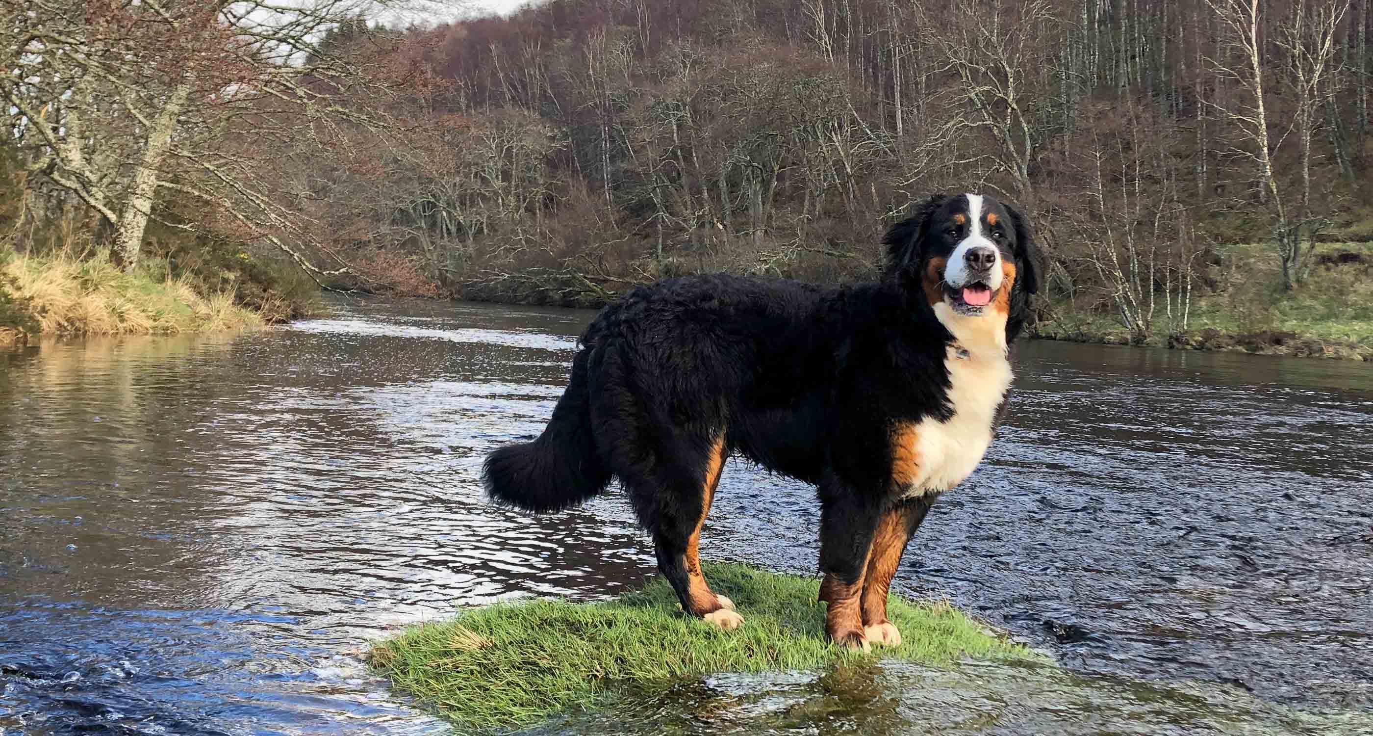 Dog on a river