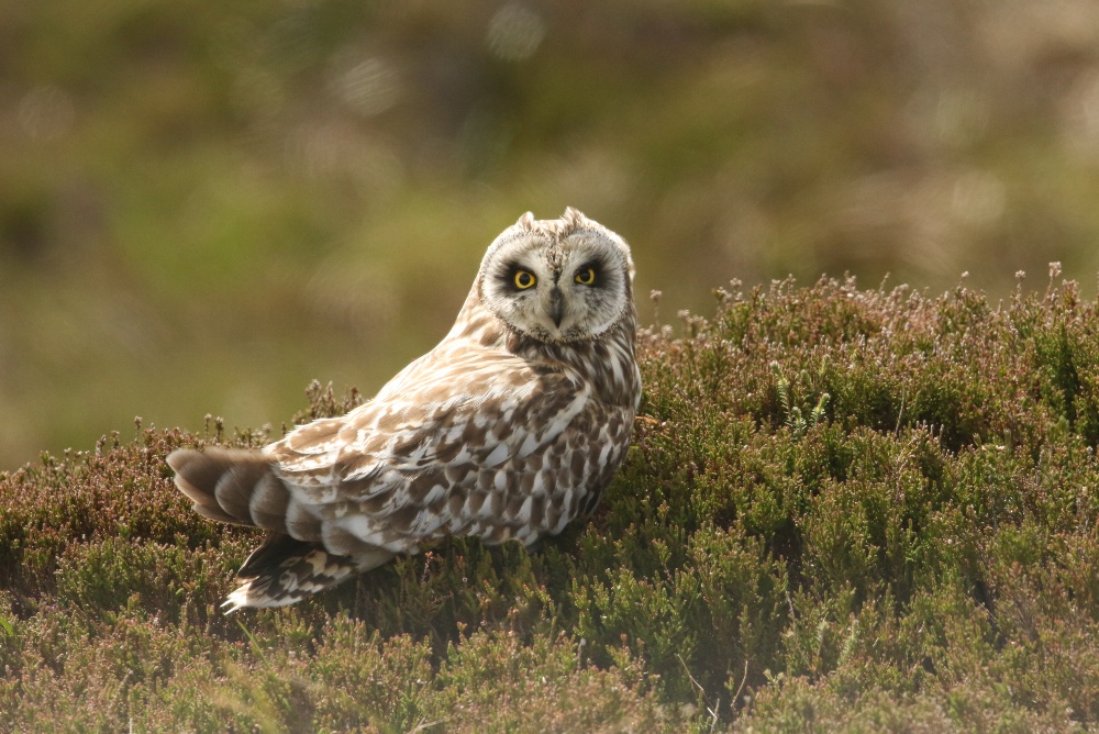 Short-eared Owl in the Orkney Island, Scotland