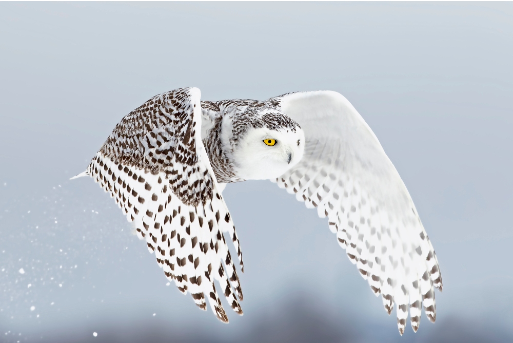 Snowy owl flying over a snow covered field in Ottawa