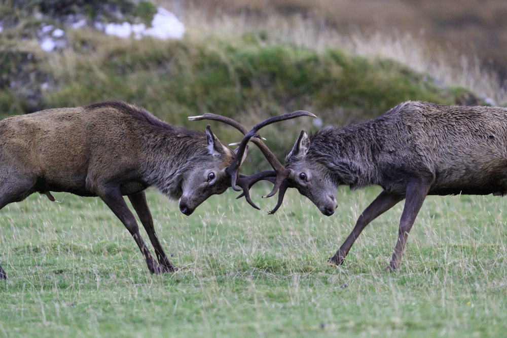 Two stags locking antlers during rutting season 