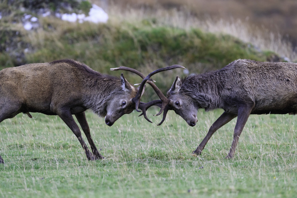Two stags locking antlers during rutting season