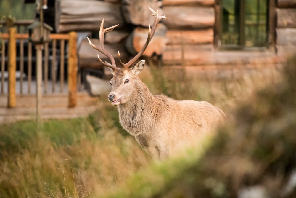 Stag at Eagle Brae